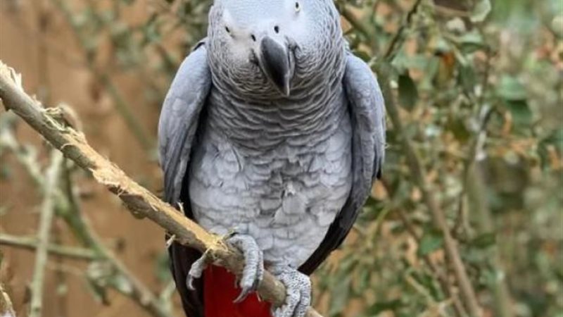 أحد الببغاوات