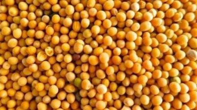 تعرف علي الأمراض التي يعالجها الخردل