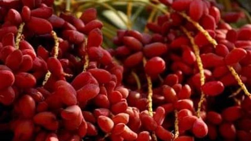 البلح الأحمر
