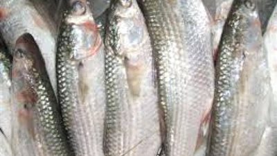 استقرار أسعار الأسماك والجمبرى بالأسواق اليوم