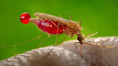 لا يجب حك مكان لدغات البعوض.. اعرف السبب