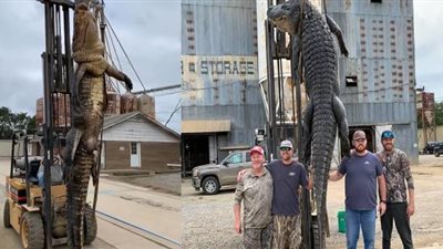 طوله 13 قدمًا ويزن 800 رطل.. حكاية العثور على أكبر تمساح في العالم بولاية أمريكية