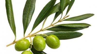 أوراق الزيتون.. الروشتة العلاجية السحرية للمعدة والمناعة