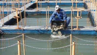 استقرار أسعار الأسماك والجمبرى يتراوح بين 90- 460 جنيه