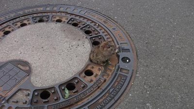 «مش هتصدق».. لحظة إنقاذ فأر من موت محقق