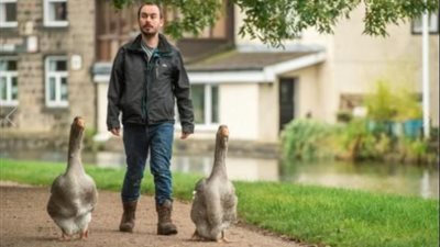 آخر تقاليع كورونا.. حكاية الشاب الذى تبنى «وزتين» في واقعة فريدة من نوعها