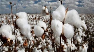 جمعية قطن مصر: الذهب الأبيض لا زال في المقدمة ويحظي بسمعة كبيرة في مختلف الاسواق العالمية