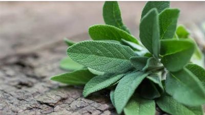 الميرمية.. الروشتة العلاجية السحرية للتخسيس