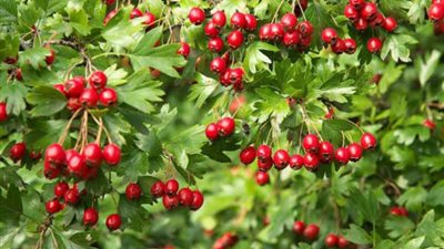 ما هو زيت الضرو وما هي فوائده المذهلة؟.. إليك التفاصيل