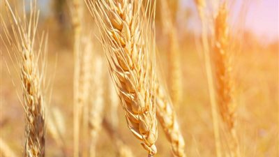 بيان روسي عاجل بشأن إمدادات القمح لمصر