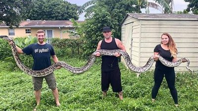 حقق رقمًا قياسيًا مذهلًا.. كل ماتريد معرفته عن أطول ثعبان في العالم