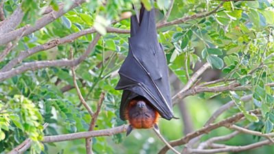 كارثة.. اكتشاف فيروس يشبه كورونا فى الخفافيش البريطانية