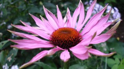 هل «القنفذية» هي الحلّ الأنسب لعلاج كورونا؟.. إليك الإجابة