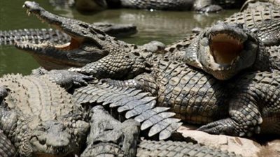 عاجل.. القصة الكاملة للتمساح الهارب  الذي أثار ذعر أهالي محافظة الغربية