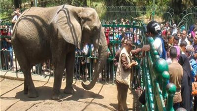 450 ألف زائر لحديقة الحيوان بالجيزة خلال احتفالات عيد الفطر