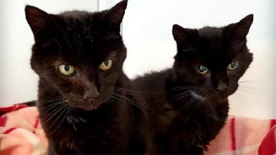 بعد بلوغهما سن الـ21 عامًا.. حكاية طرد أكبر قطين شقيقين في بريطانيا