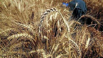 الإحصاء يكشف مفاجئة في انتاج الأرز والقمح المصري خلال 2019.. تعرف عليها