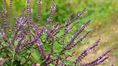 فوائد غير متوقعة عن «نبات السالفيا المريمية»؟.. تعرفي عليها