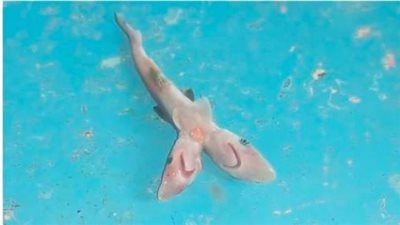 تسببت في إصابة الصياد بصدمة كبيرة.. كل ما تريد معرفته عن أحدث وأغرب سمكة قرش في العالم