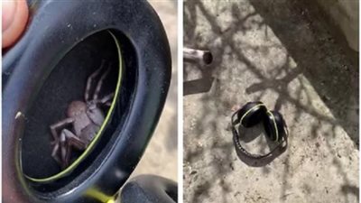 تعرف على القصة الكاملة لعامل عثر على عنكبوت سام داخل سماعة الأذن