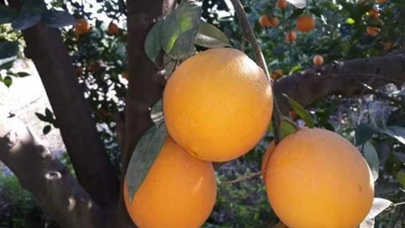 البرتقال