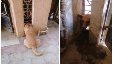 إستجابة فورية من قوات الحماية المدنية لإنقاذ ”كلب” محتجز بأحد العقارات بالفيوم