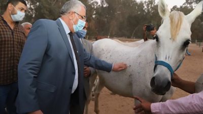 من أقدم المحطات في العالم..الأولي عالمياً في تصدير الخيول العربية..تضم 433 حصانا من السلالات النادرة.. معلومات لا تفوتك عن محطة الزهراء