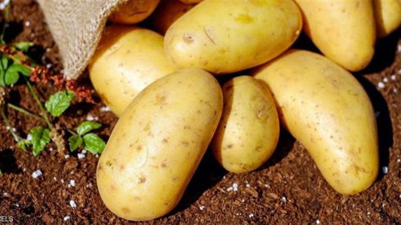 البطاطس