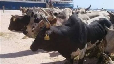 لهذا السبب.. الزراعة توزع رؤوس ماشية مستوردة على صغار المربين