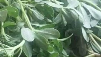 8 فوائد مذهلة لنبته برية طبيعية.. تعرف عليها