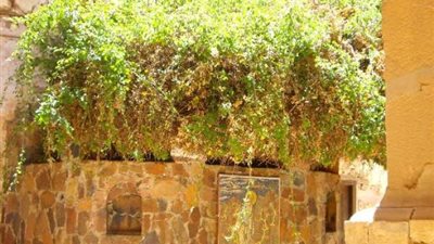 عندها سمع النبى موسى صوت الله ... حكاية الشجرة المقدسة التى لا تنبت إلا على أرض سيناء