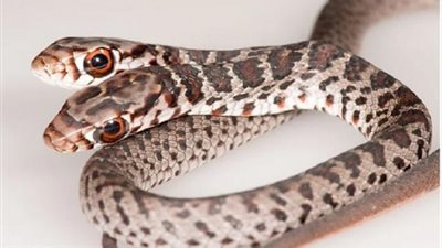 بـ«رأسين منفصلين».. حكاية أغرب ثعبان في العالم