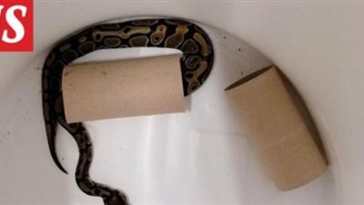 مواجهات مرعبة حول العالم.. الثعابين الملكية تجتاح المنازل فما قصتها؟