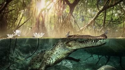 عصور ما قبل التاريخ.. سر انتقال التماسيح من ليبيا إلى إسبانيا قبل ستة ملايين عام اعرف الحكاية؟