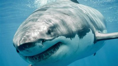 عاجل.. البيئة تكشف تفاصيل حادث هجوم سمكة قرش على 3 أشخاص بمحمية رآس محمد