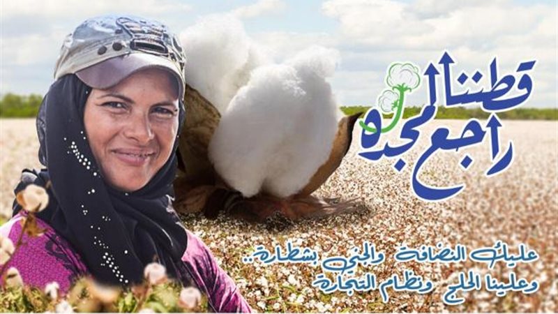 القطن المصرى