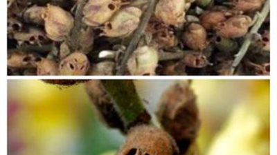 شكلها قبيح وطعمها مرير وليس لها مثيل على وجه الارض ... معلومات مثيرة عن ”شجرة الزقوم ” طعام أهل النار