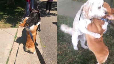 «الجو ده عايز حضن».. حكاية الكلب «والاس» الذى يحتضن كل من يقابله في طريقه