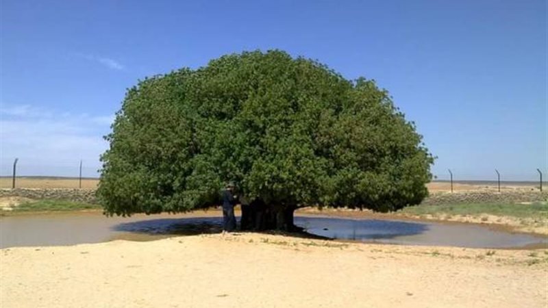شجرة استظل بها النبي