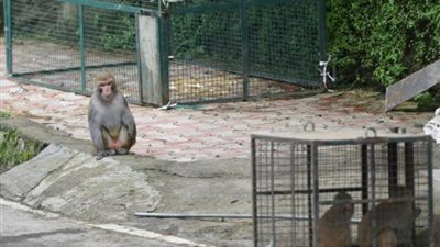 «بالقرود».. مدينة هندية تروج للسياحة بطريقة مرعبة