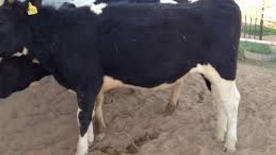 معلومات تهمك لو ناوى تستثمر فلوسك فى مشروع تسمين العجول