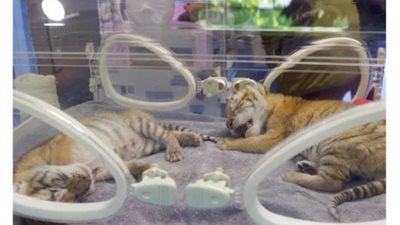 حديقة حيوانات صينية تشهد ولادة 4 توائم من نمر ذهبى نادر .. فما قصته؟