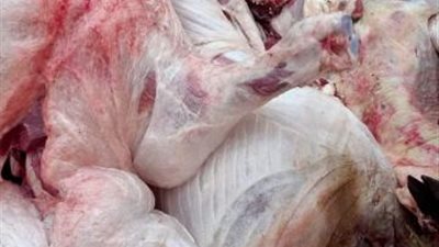 صور صادمة.. ضبط 26 طن لحوم ومصنعاتها ودهون و دواجن فاسدة بالجيزة