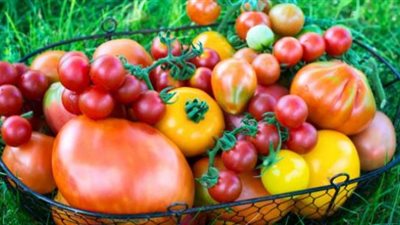 مجنونة يا أوطة ... تعرف على موعد تراجع أسعار الطماطم