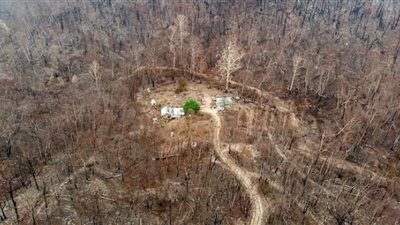 شجرة توت تدافع عن استرالي وتنقذ منزله من الحريق