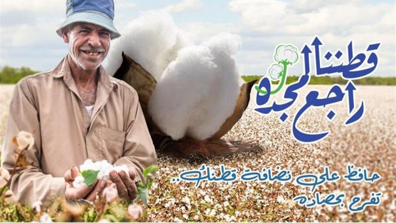 القطن