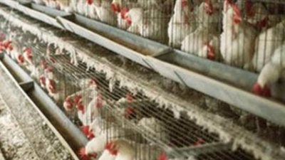 استقرار أسعار الدواجن البيضاء .. والكيلو يسجل 22 جنيها بالأسواق