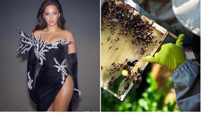 ما هو سر احتفاظ بيونسيه على 80 ألف نحلة في منزلها؟.. إليك القصة كاملة