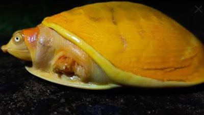 تريند السوشيال ميديا.. حقائق صادمة عن «السلحفاة المقدسة»