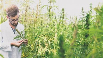 بعد السماح بتعاطيه في أمريكا..  الفرق بين الماريجوانا والحشيش.. وهذه الأمراض يُستخدمان في علاجها